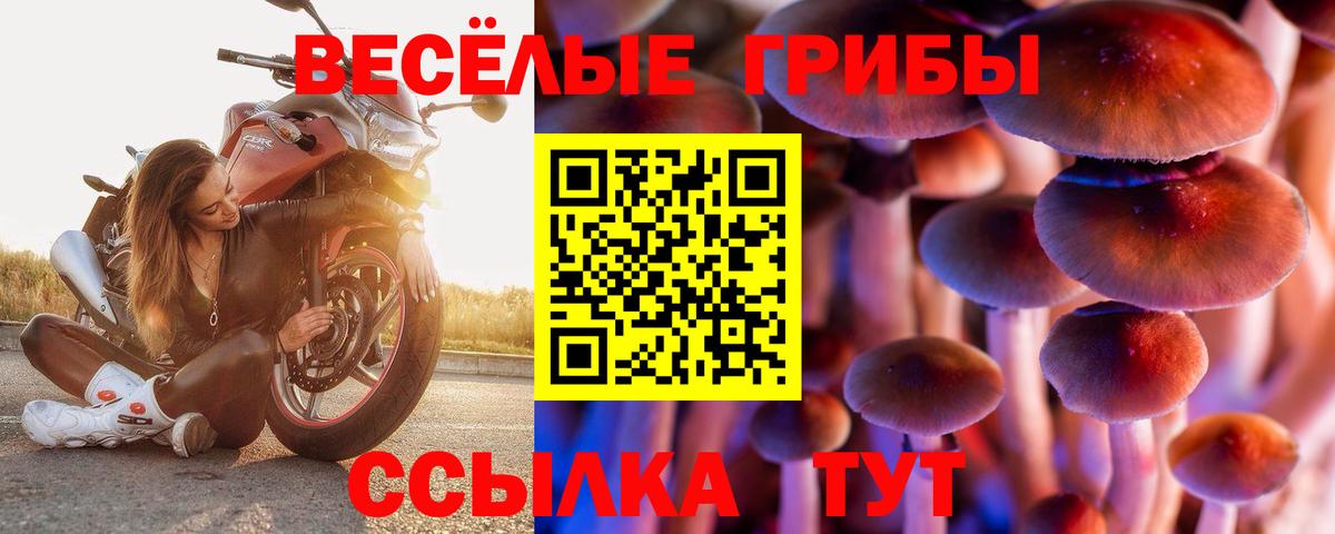 Псилоцибиновые грибы Psilocybe  Вход с VPN  Галлюциногенные грибы Psilocybe  Тайшет 